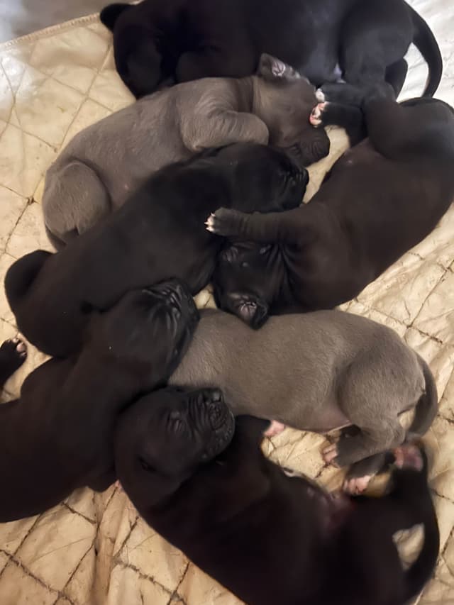 Great Dane Puppies media 17