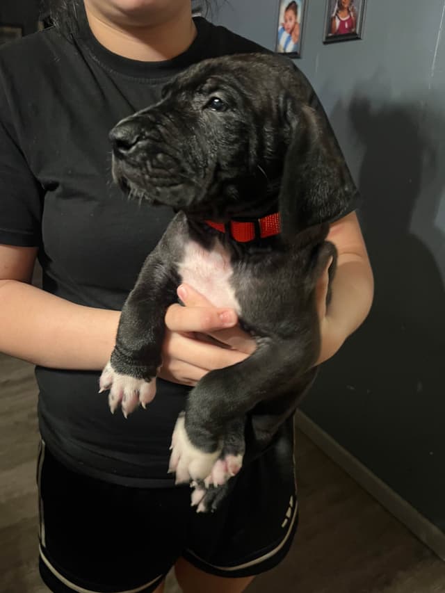 Great Dane Puppies media 18