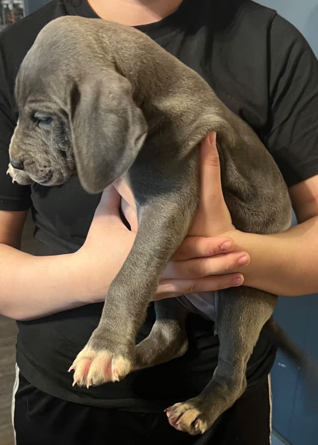 Great Dane Puppies media 15