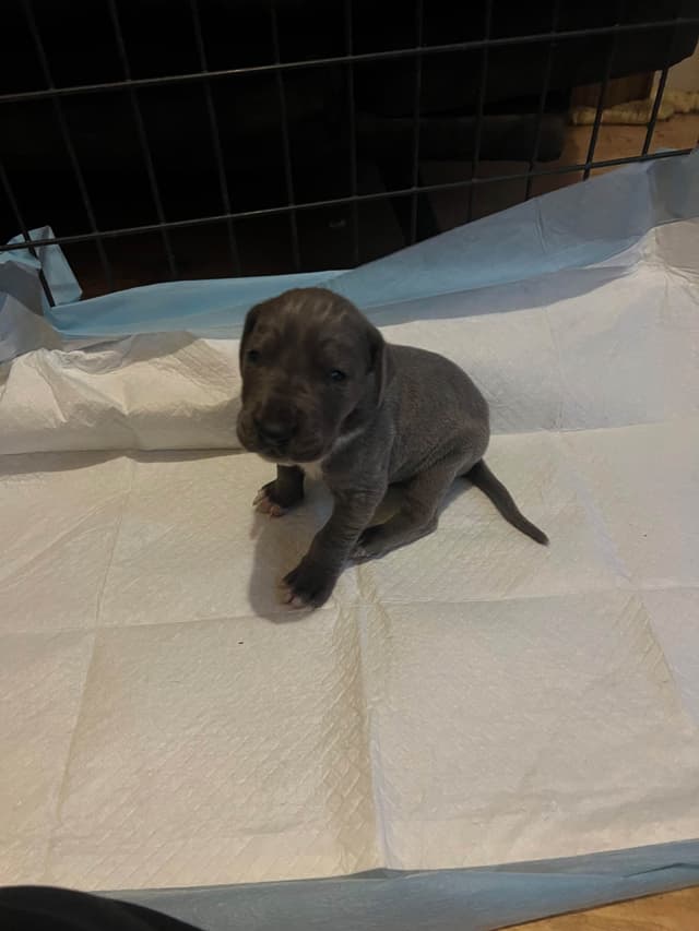 Great Dane Puppies media 20