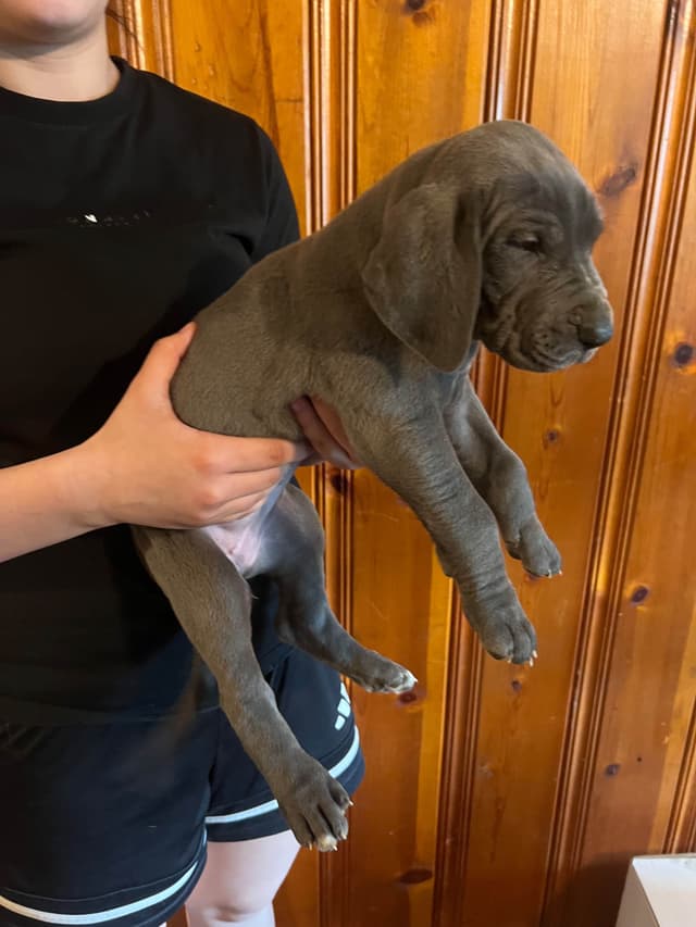 Great Dane Puppies media 22