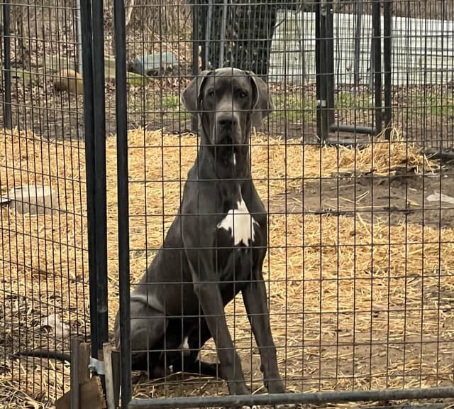 Great Dane Puppies media 19