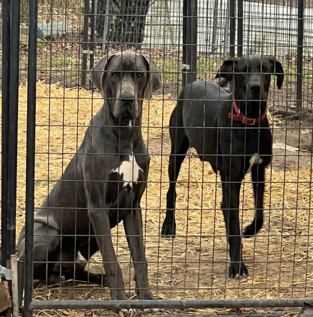 Great Dane Puppies media 30