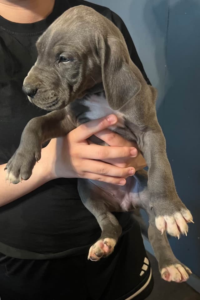 Great Dane Puppies media 24