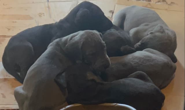 Great Dane Puppies media 25