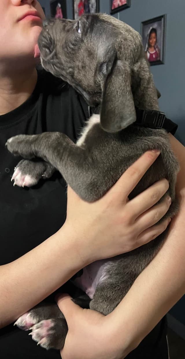Great Dane Puppies media 27