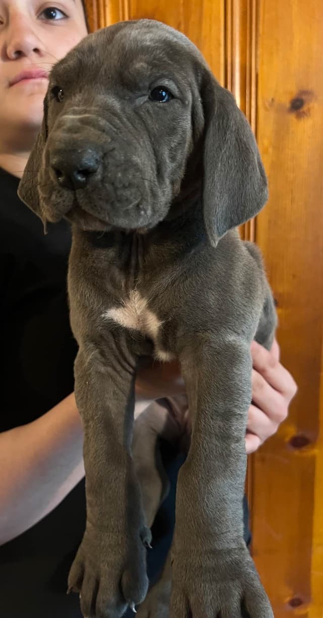Great Dane Puppies media 28