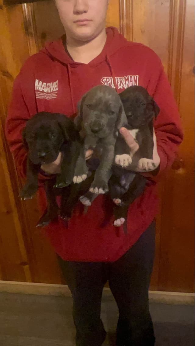 Great Dane Puppies media 29