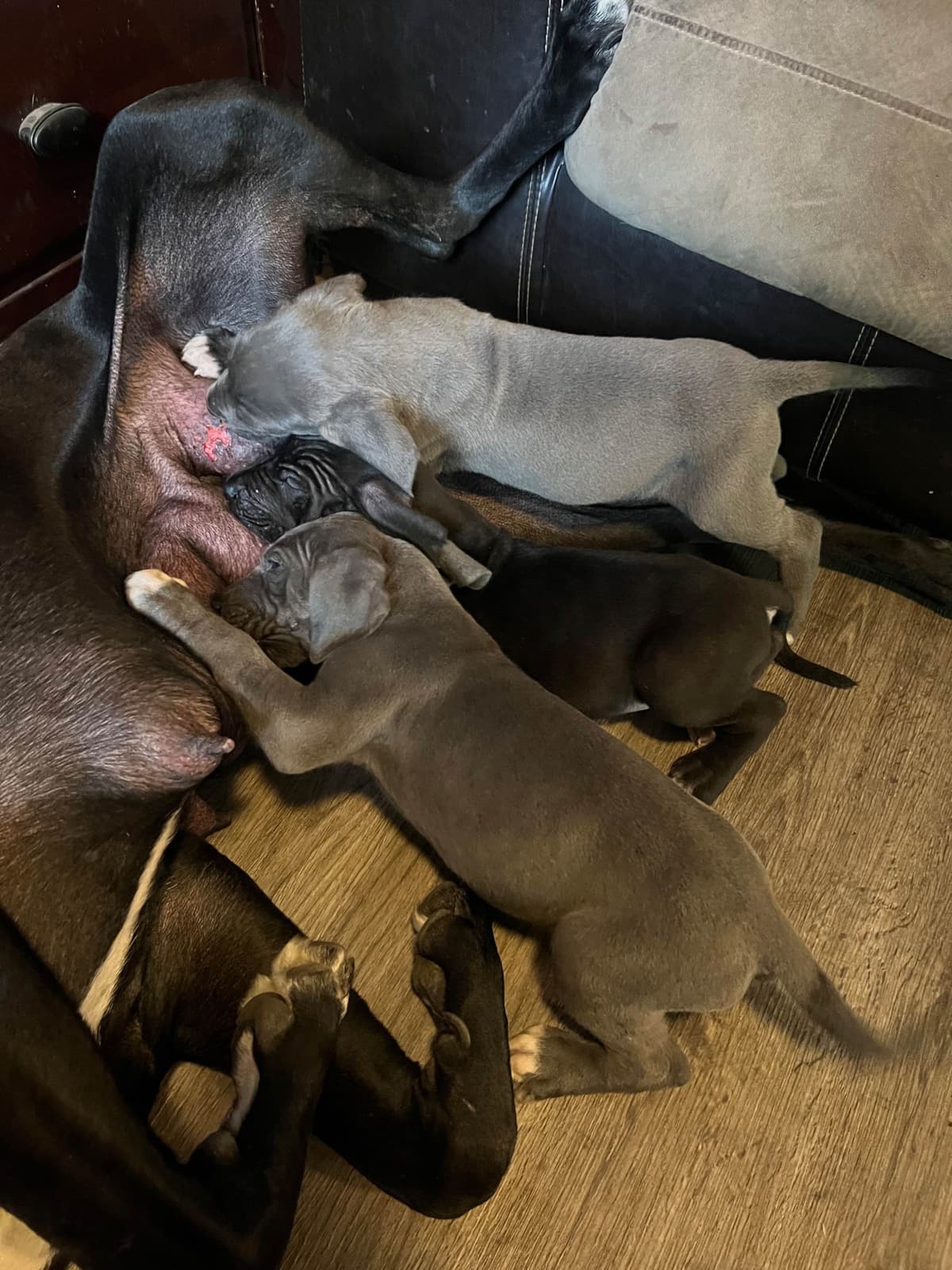 Great Dane Puppies breeder image 1