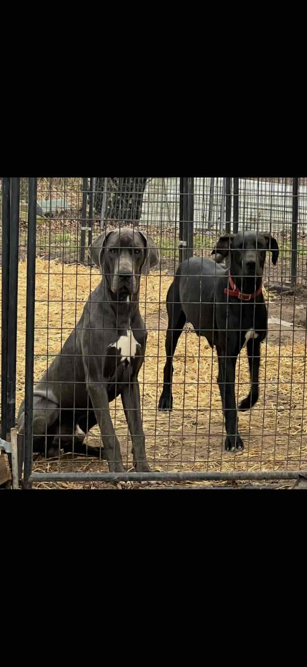 Great Dane Puppies breeder image 2