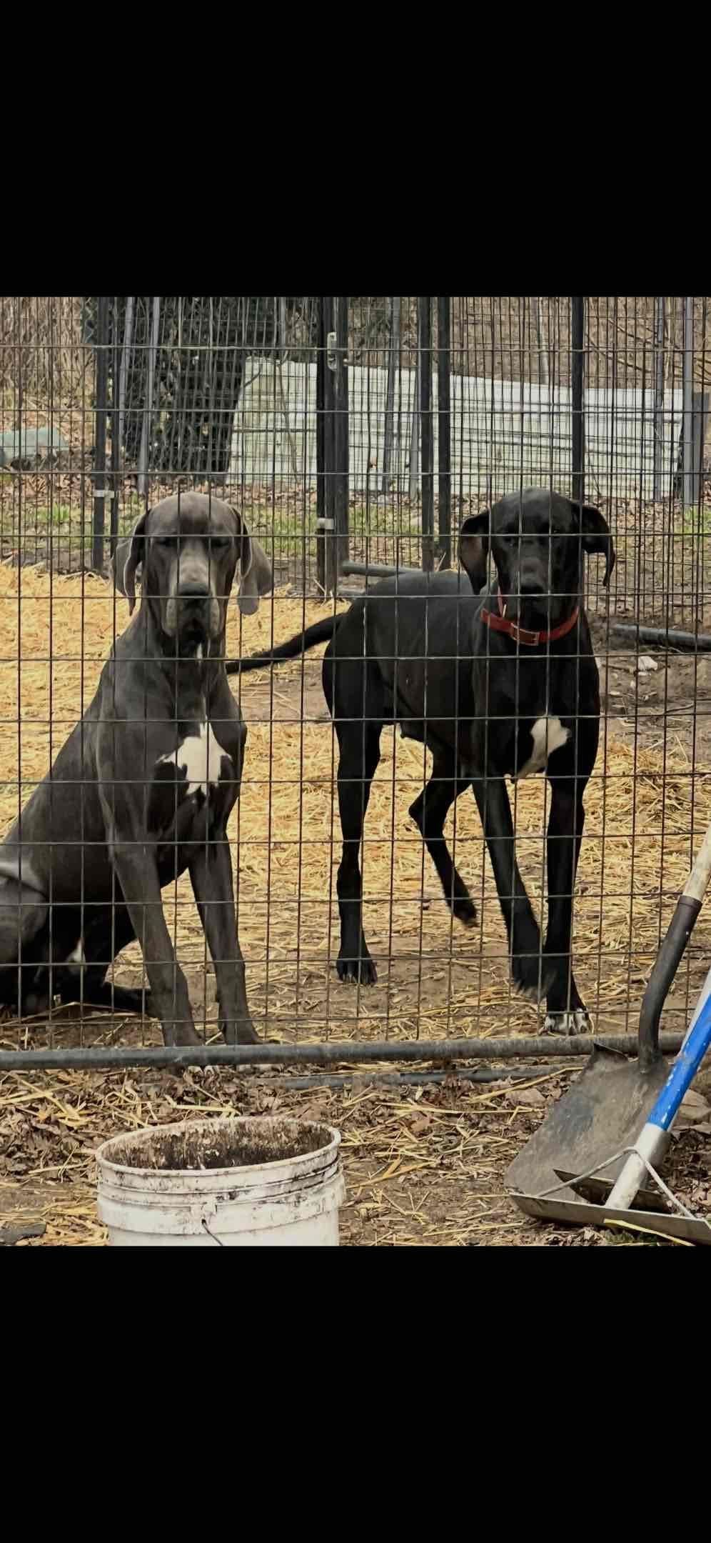 Great Dane Puppies breeder image 4
