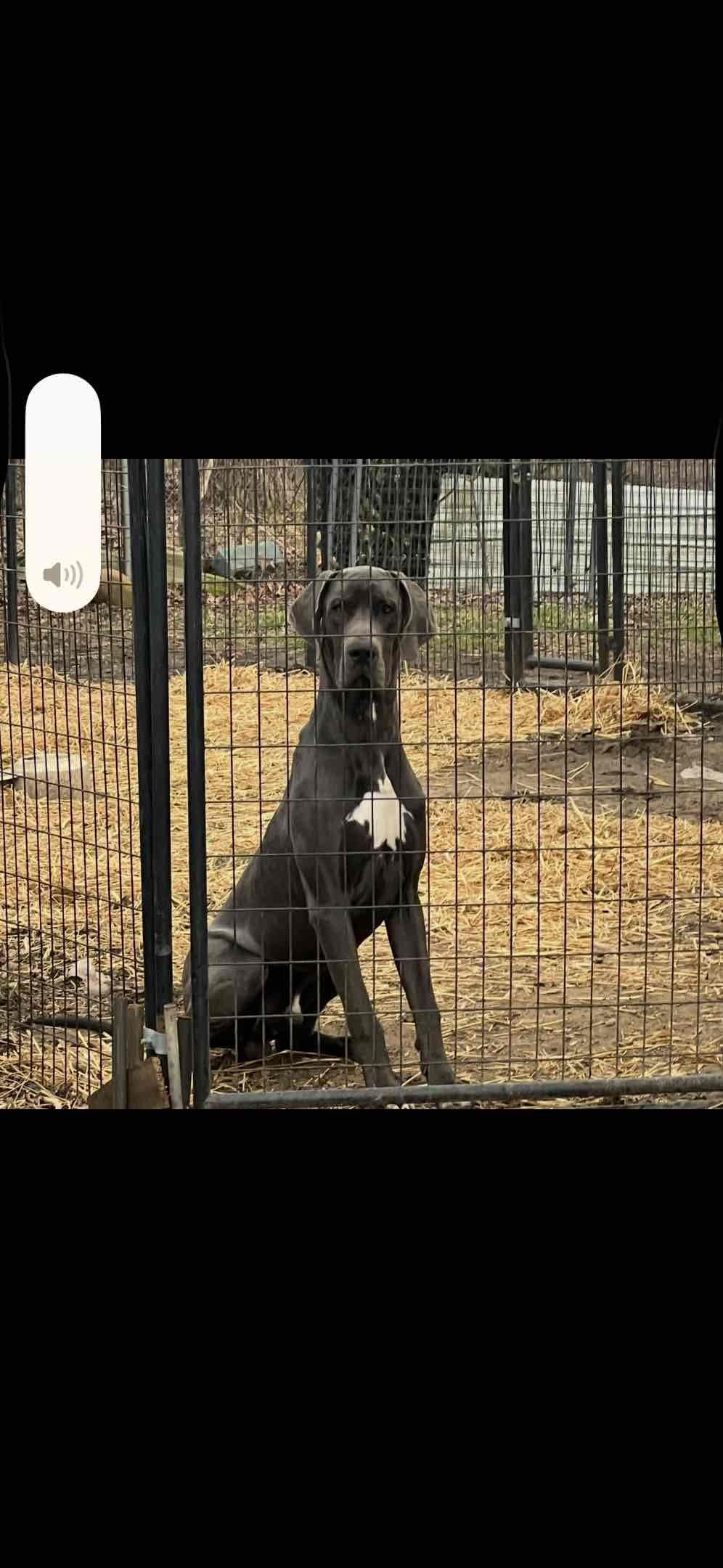 Great Dane Puppies breeder image 3