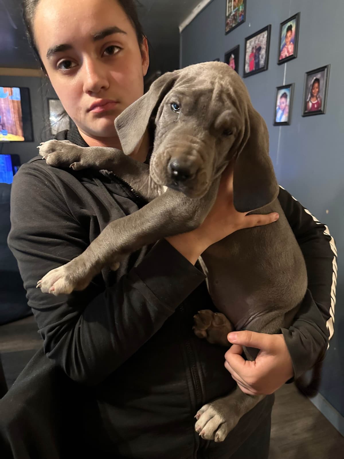 Great Dane Puppies breeder image 13