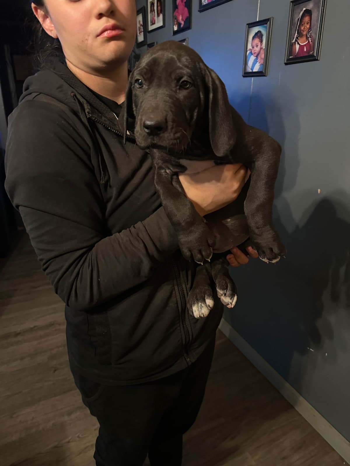 Great Dane Puppies breeder image 6