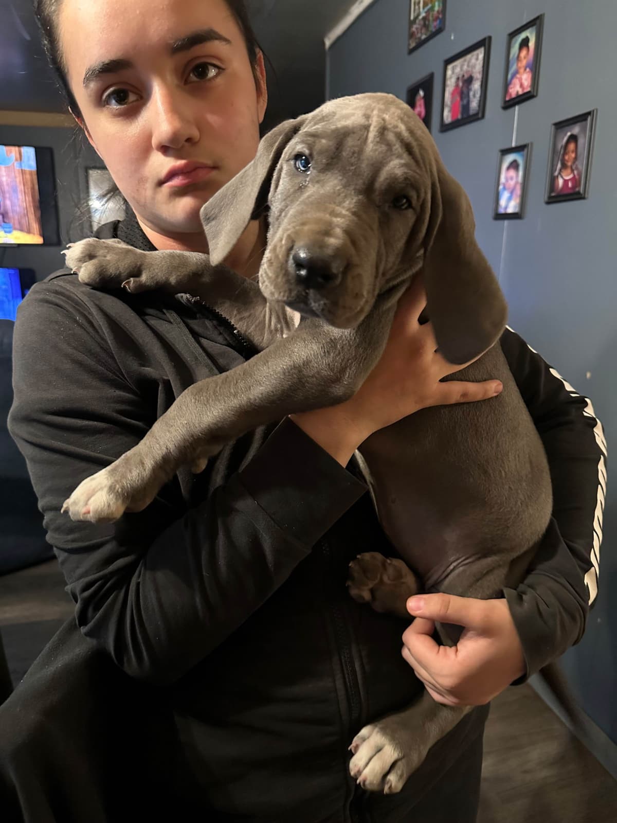 Great Dane Puppies breeder image 10