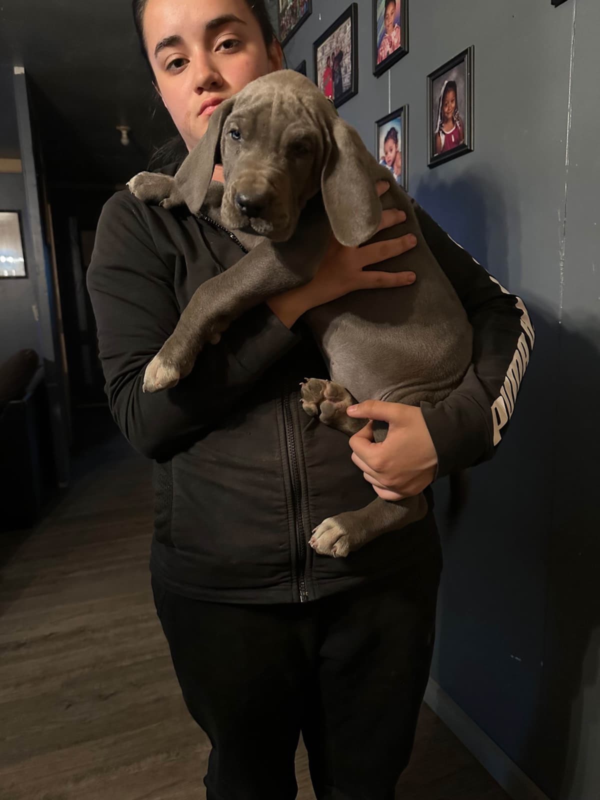 Great Dane Puppies breeder image 8