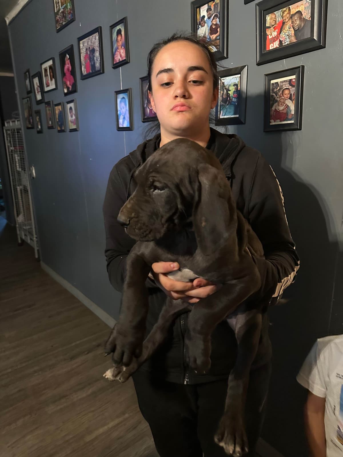 Great Dane Puppies breeder image 12