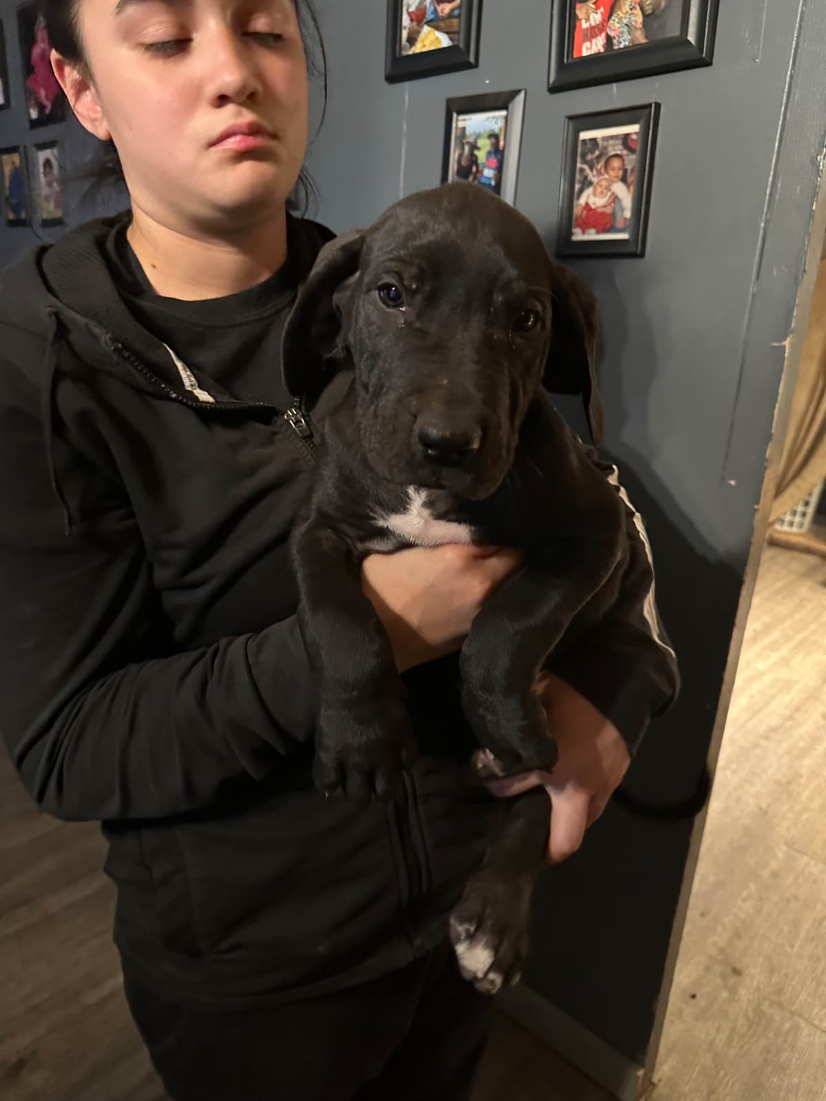 Great Dane Puppies breeder image 7