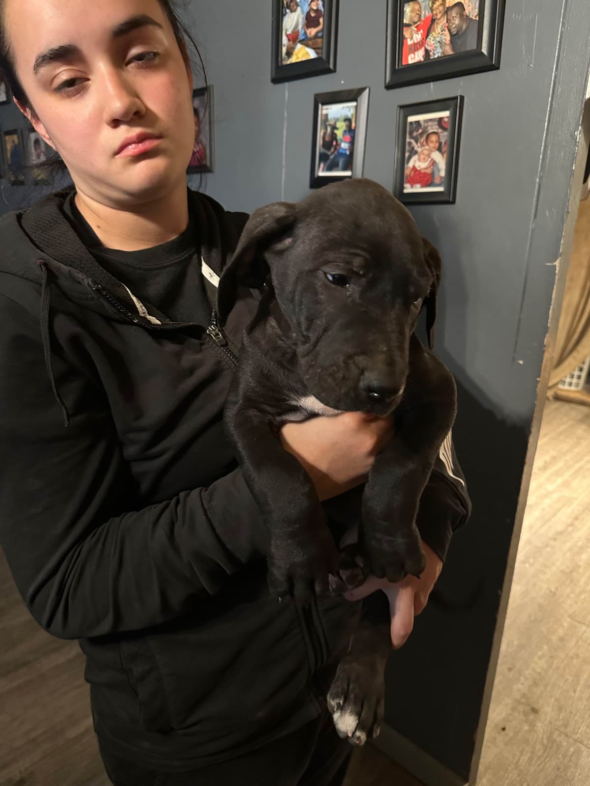 Great Dane Puppies breeder image 11