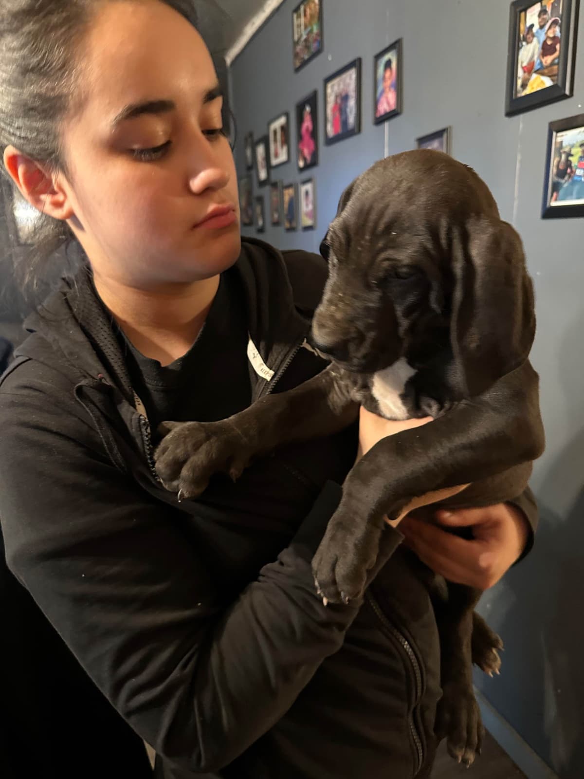 Great Dane Puppies breeder image 14