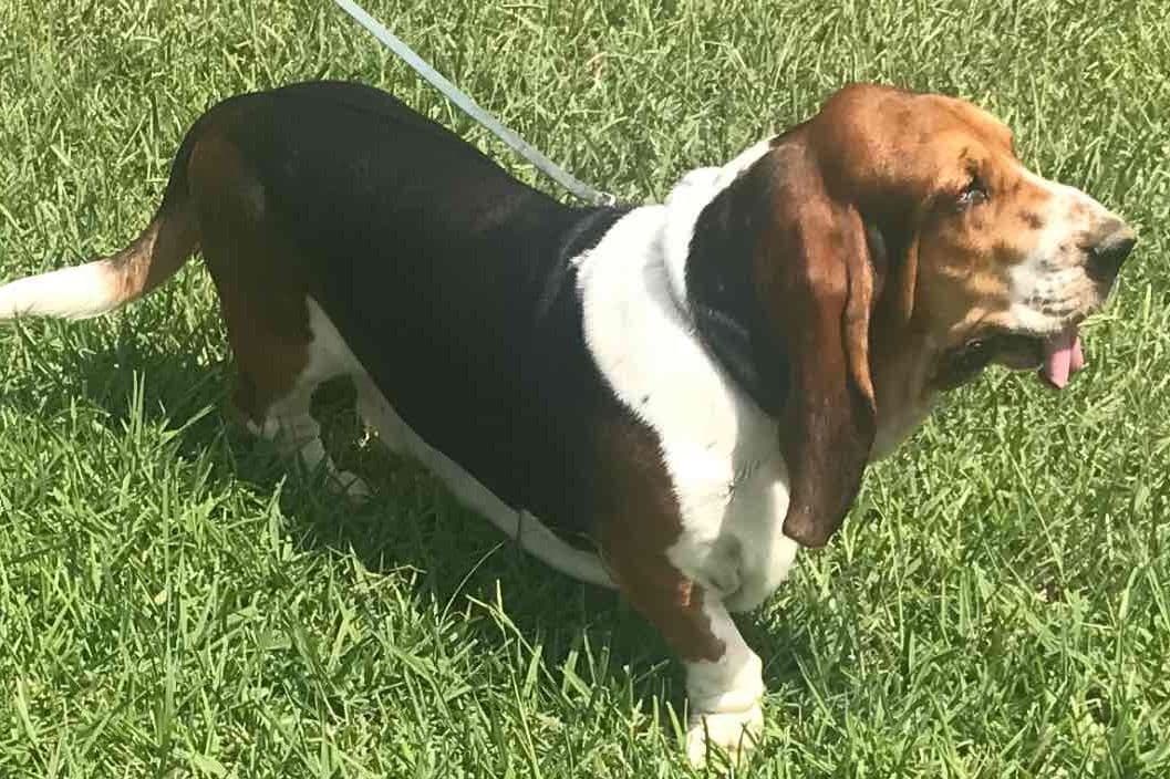 Basset Hound Puppies breeder image 1