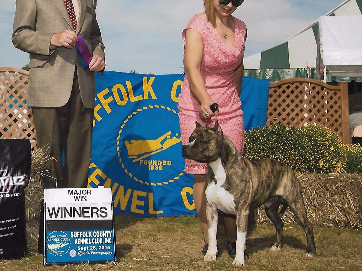 American Staffordshire Terrier Puppies breeder image 1