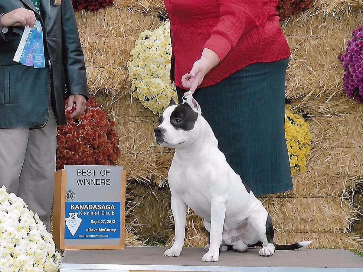 American Staffordshire Terrier Puppies breeder image 16