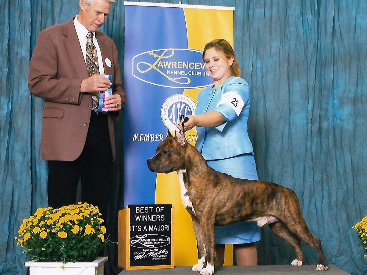 American Staffordshire Terrier Puppies breeder image 17