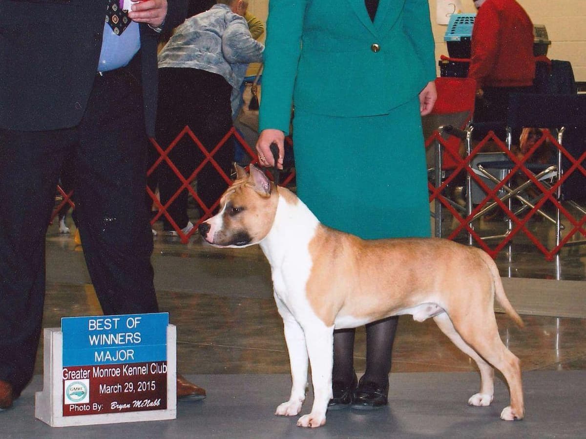 American Staffordshire Terrier Puppies breeder image 18