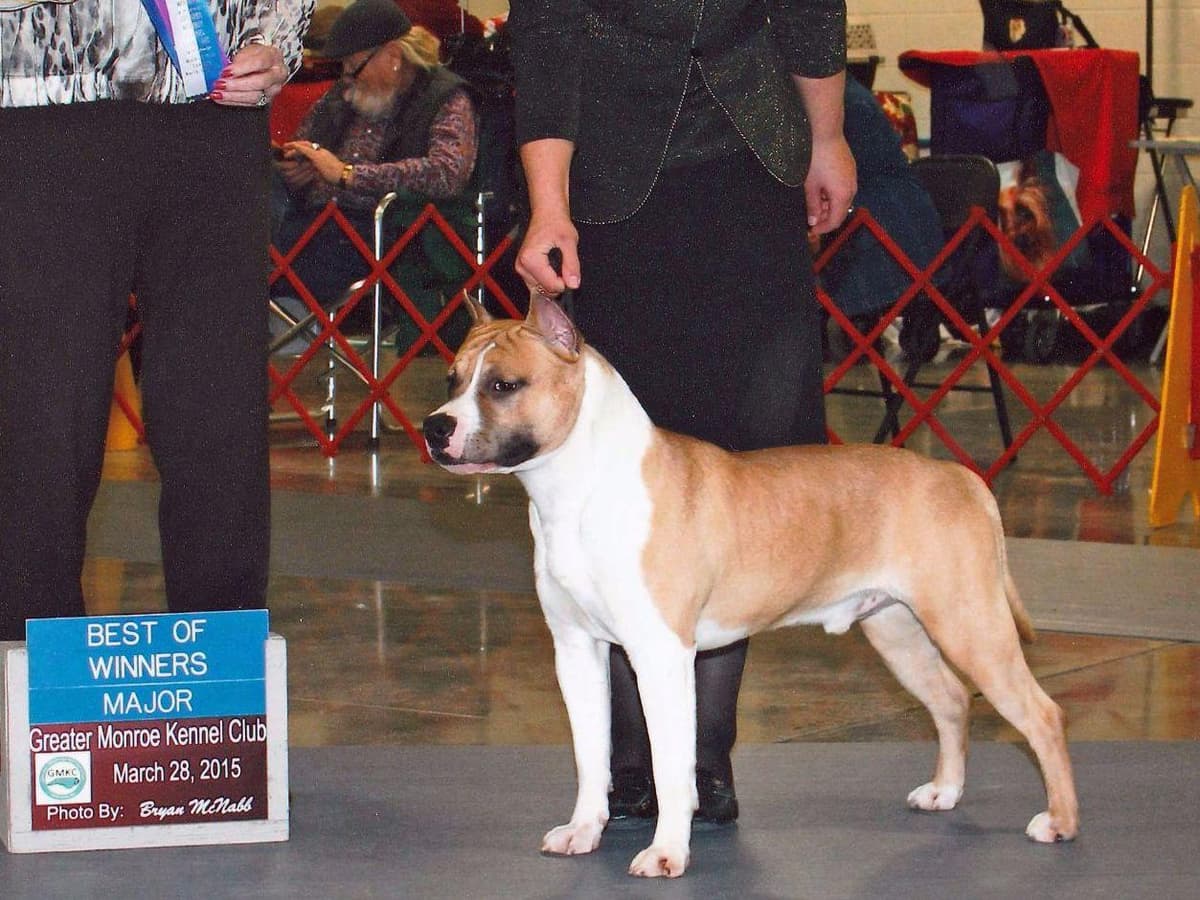 American Staffordshire Terrier Puppies breeder image 19