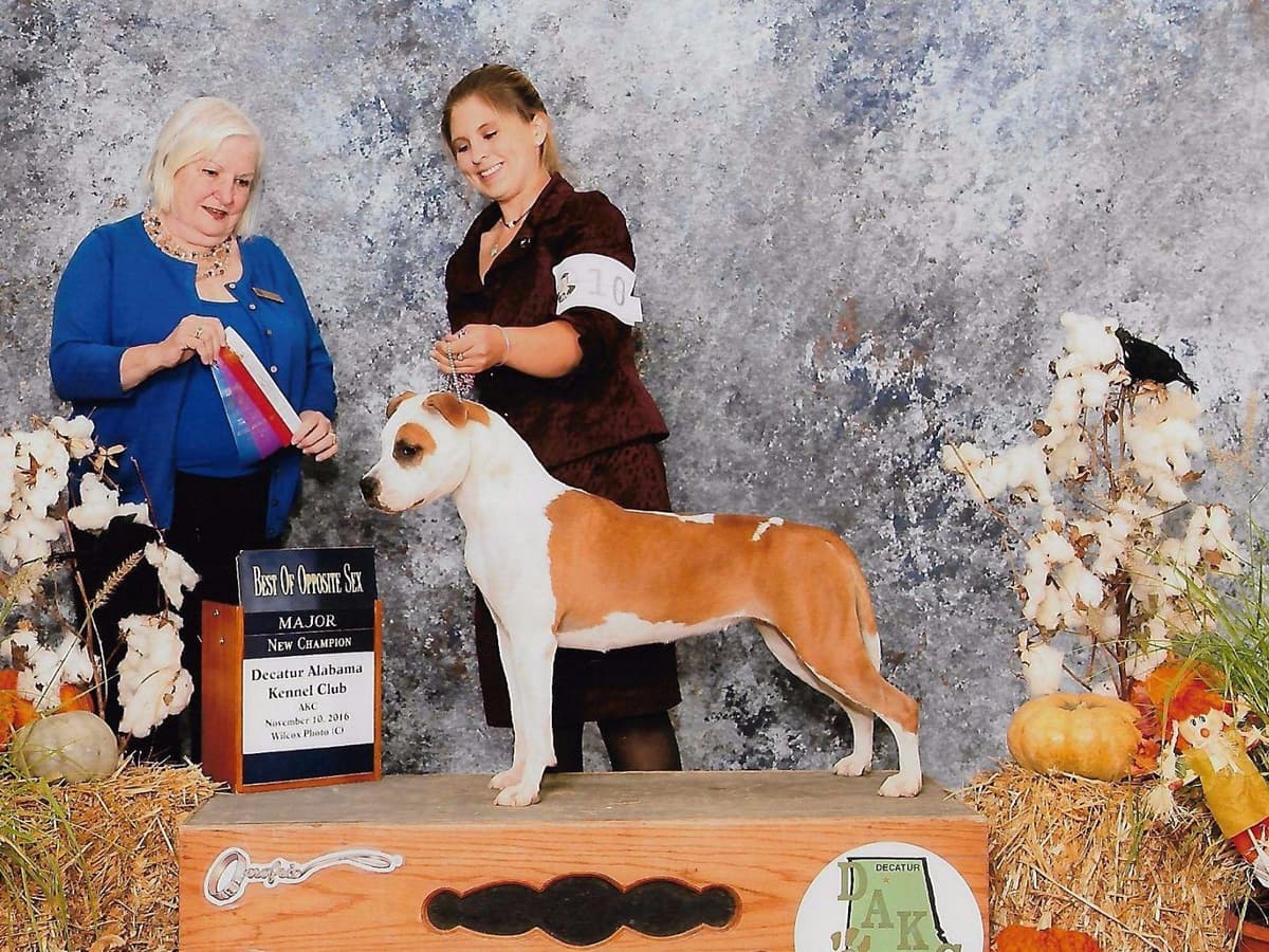 American Staffordshire Terrier Puppies breeder image 20