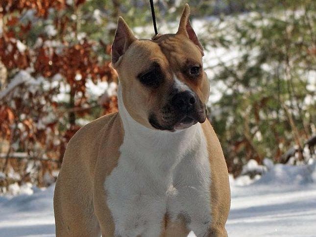 American Staffordshire Terrier Puppies breeder image 22
