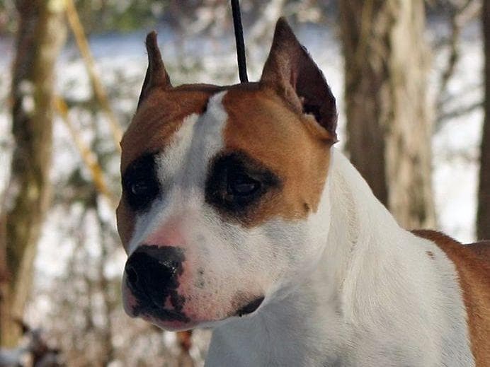 American Staffordshire Terrier Puppies breeder image 23
