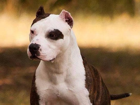 American Staffordshire Terrier Puppies breeder image 24