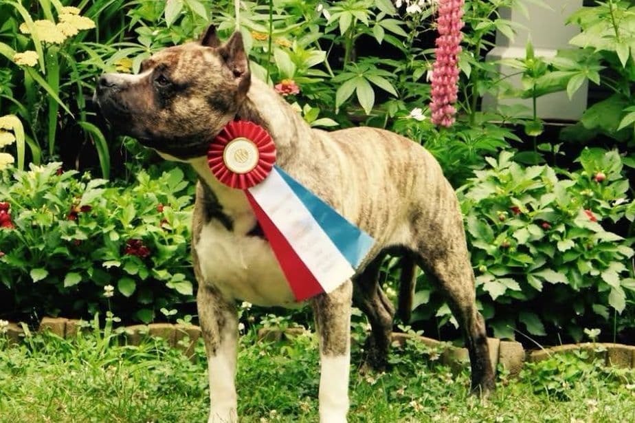 American Staffordshire Terrier Puppies breeder image 14