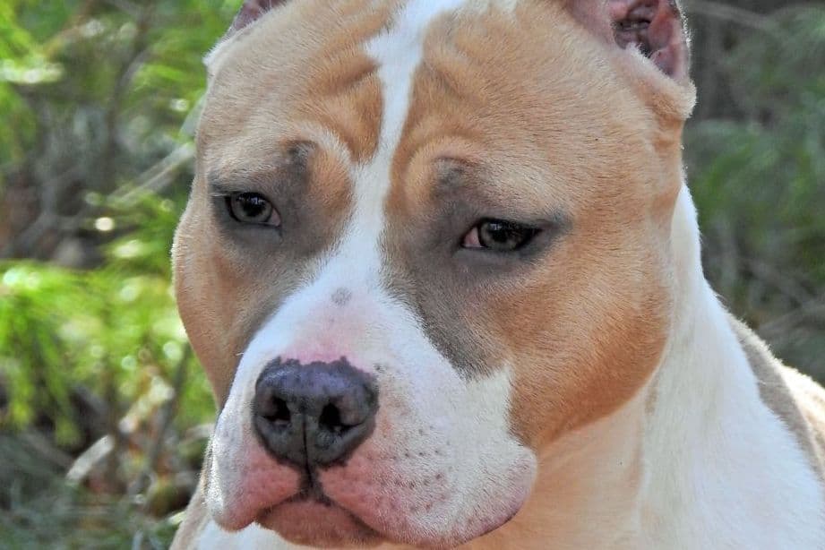 American Staffordshire Terrier Puppies breeder image 13