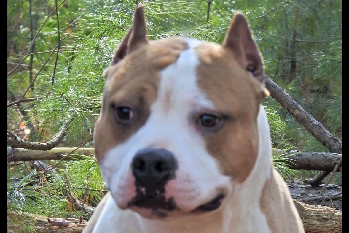 American Staffordshire Terrier Puppies breeder image 12