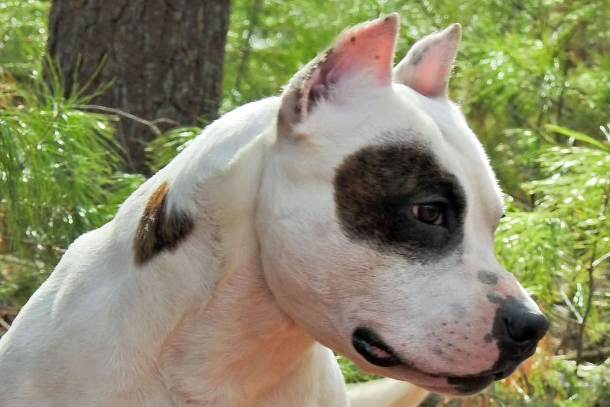 American Staffordshire Terrier Puppies breeder image 11
