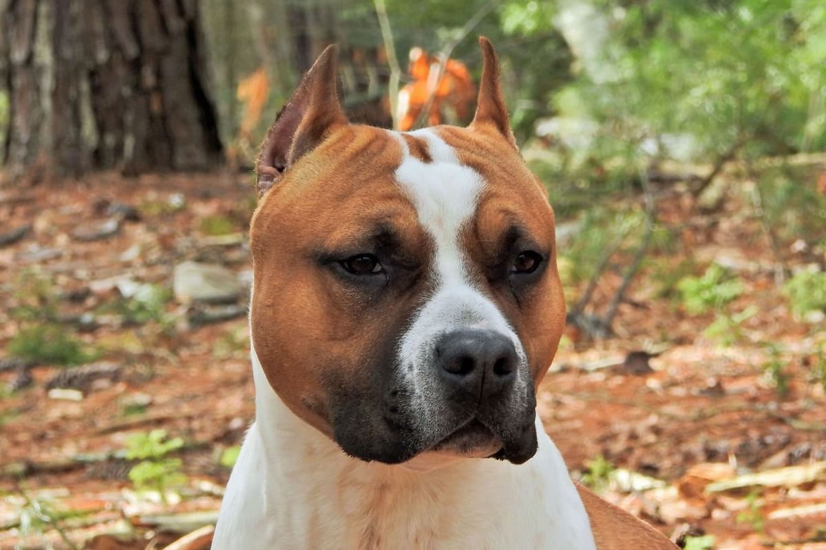 American Staffordshire Terrier Puppies breeder image 10