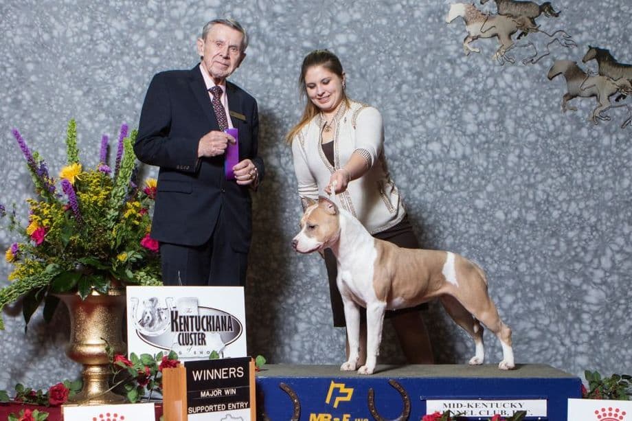 American Staffordshire Terrier Puppies breeder image 9