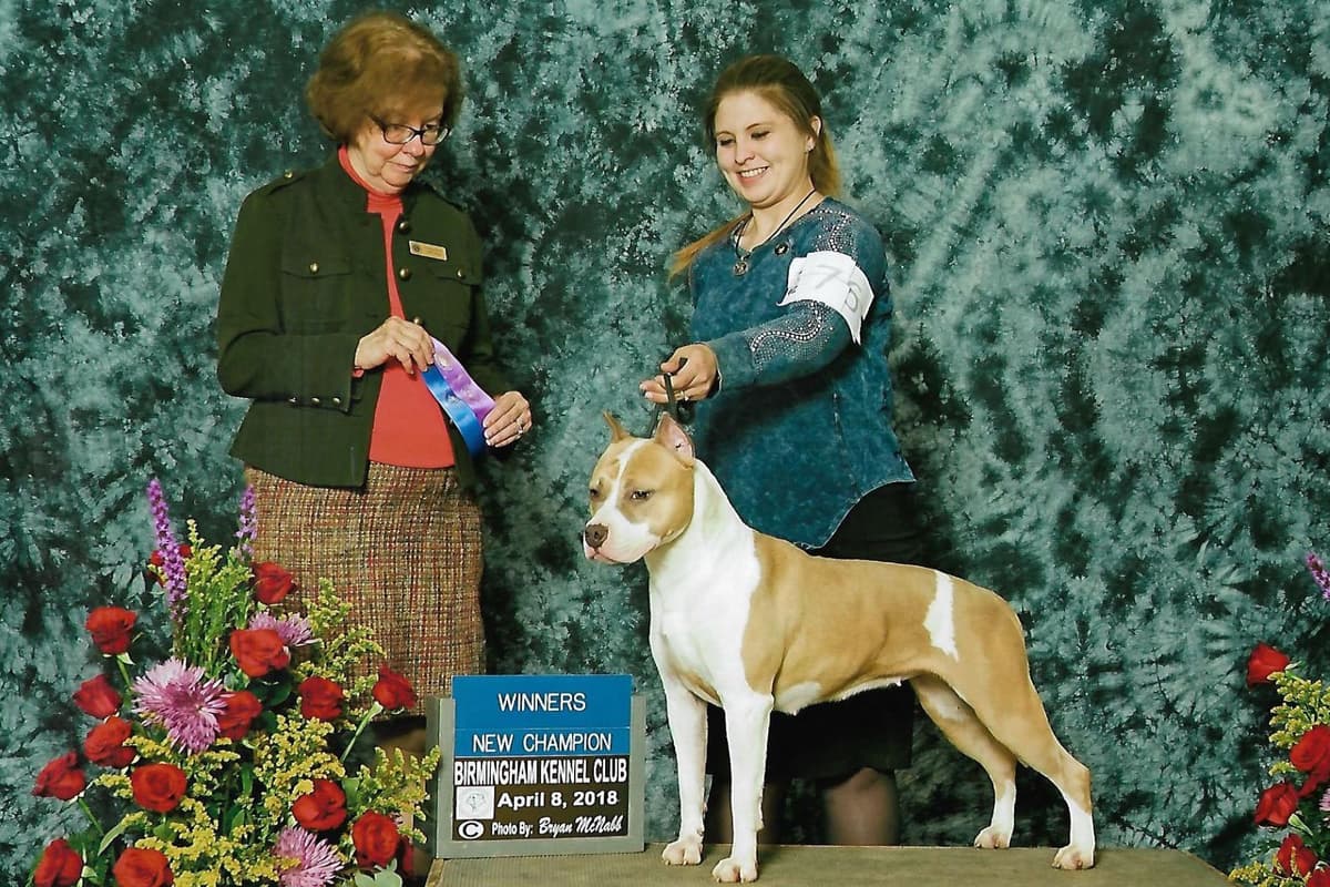 American Staffordshire Terrier Puppies breeder image 8