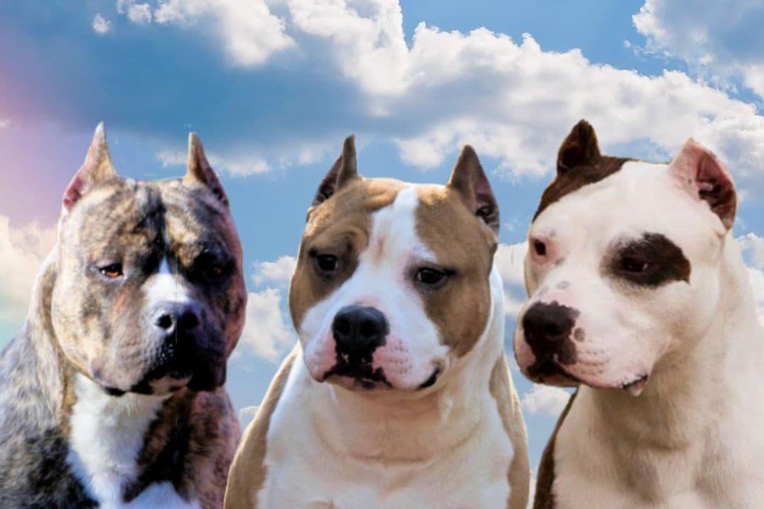 American Staffordshire Terrier Puppies breeder image 7
