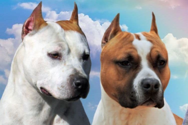 American Staffordshire Terrier Puppies breeder image 6