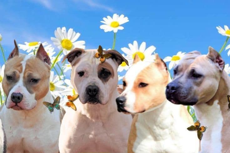 American Staffordshire Terrier Puppies breeder image 5