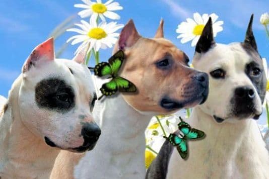 American Staffordshire Terrier Puppies breeder image 4