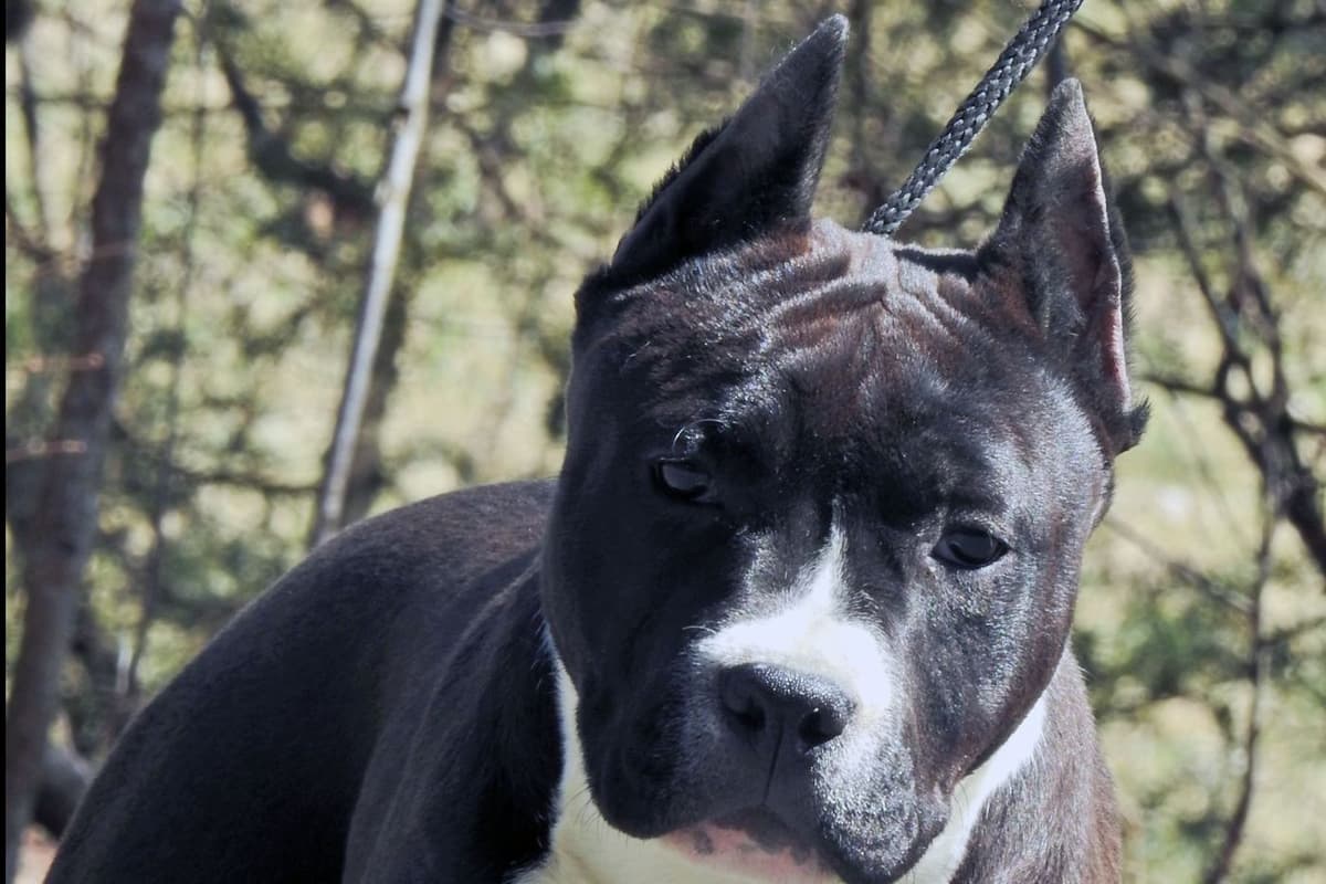 American Staffordshire Terrier Puppies breeder image 3