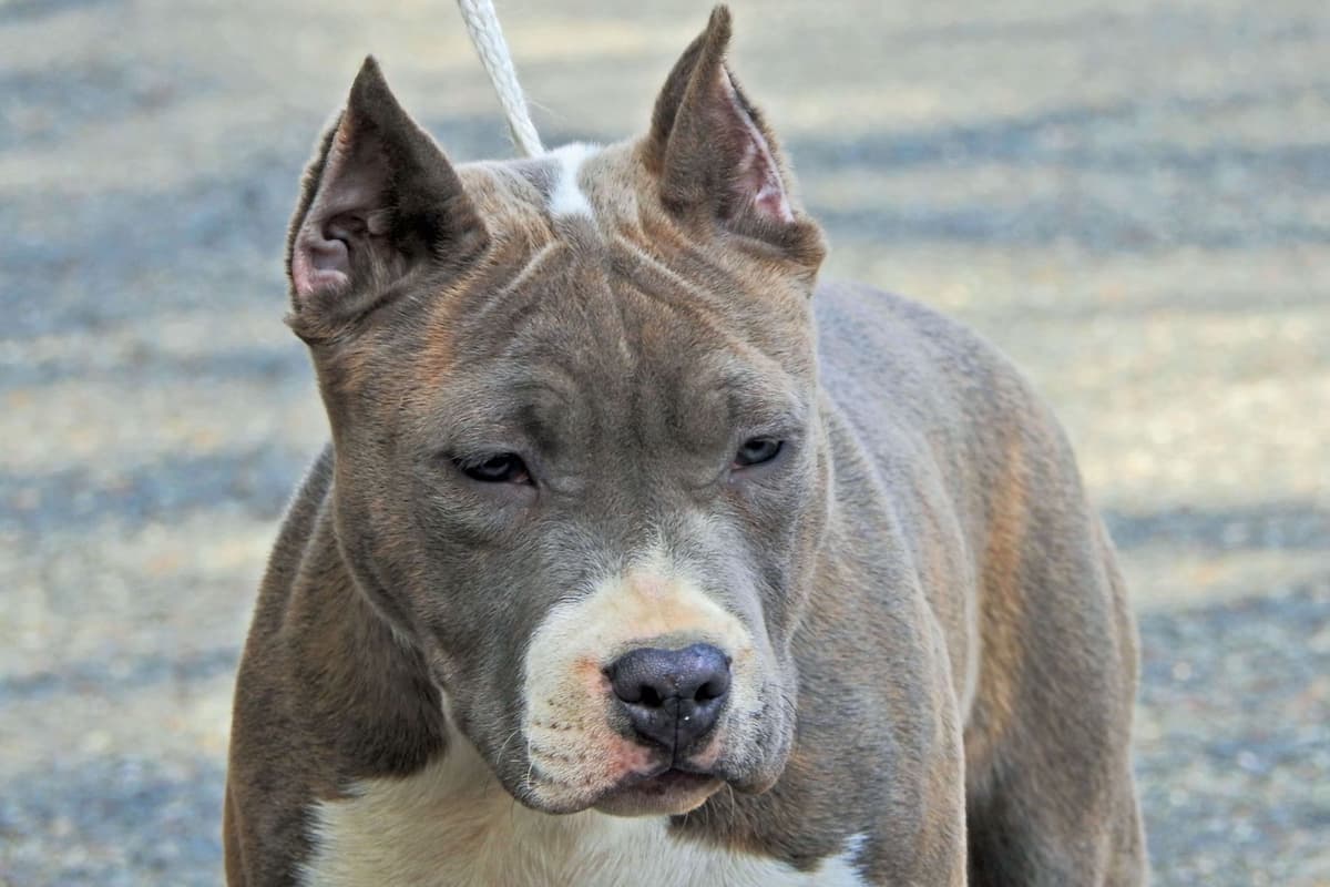 American Staffordshire Terrier Puppies breeder image 2