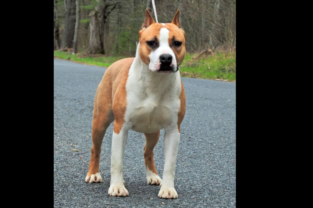 American Staffordshire Terrier Puppies breeder image 25