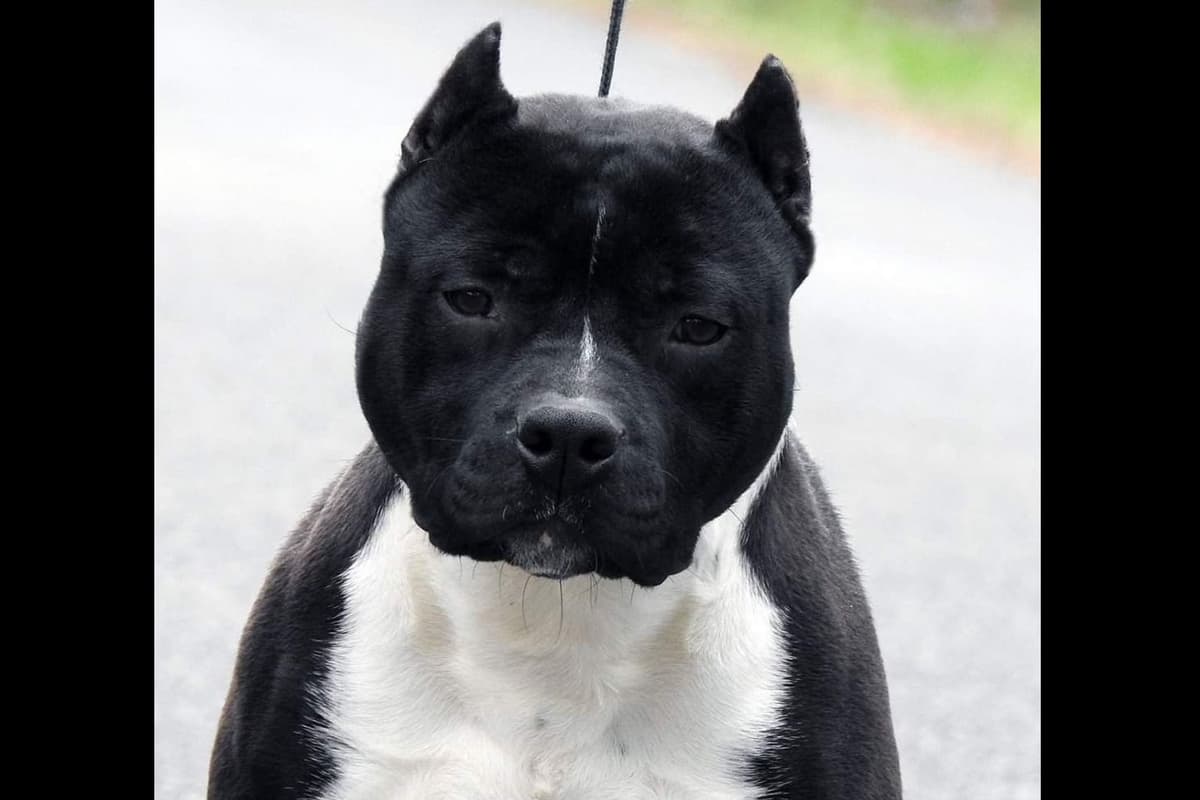American Staffordshire Terrier Puppies breeder image 28