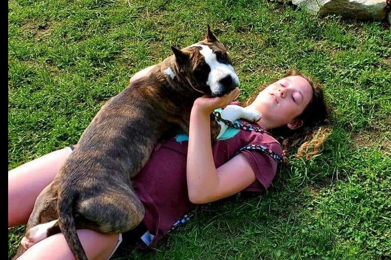 American Staffordshire Terrier Puppies breeder image 29